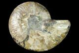 Cut & Polished Ammonite Fossil (Half) - Madagascar #166812-1